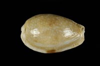 藏品(腰斑寶螺)的圖片